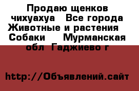 Продаю щенков чихуахуа - Все города Животные и растения » Собаки   . Мурманская обл.,Гаджиево г.